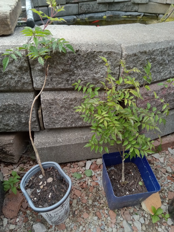 Trumpet vine plants for sale 5 and 7 Plants, Fertilizer & Soil