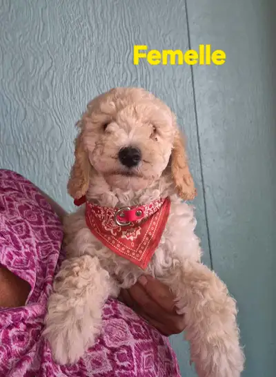 GOLDENDOODLE ( mini), View more