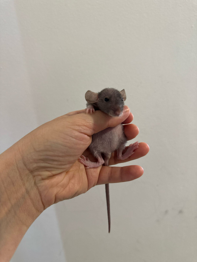 rats chauves dans Petits animaux à adopter  à Ville de Montréal