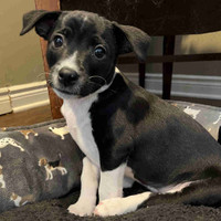 Small + Adorable Female Rat Terrier Pup 