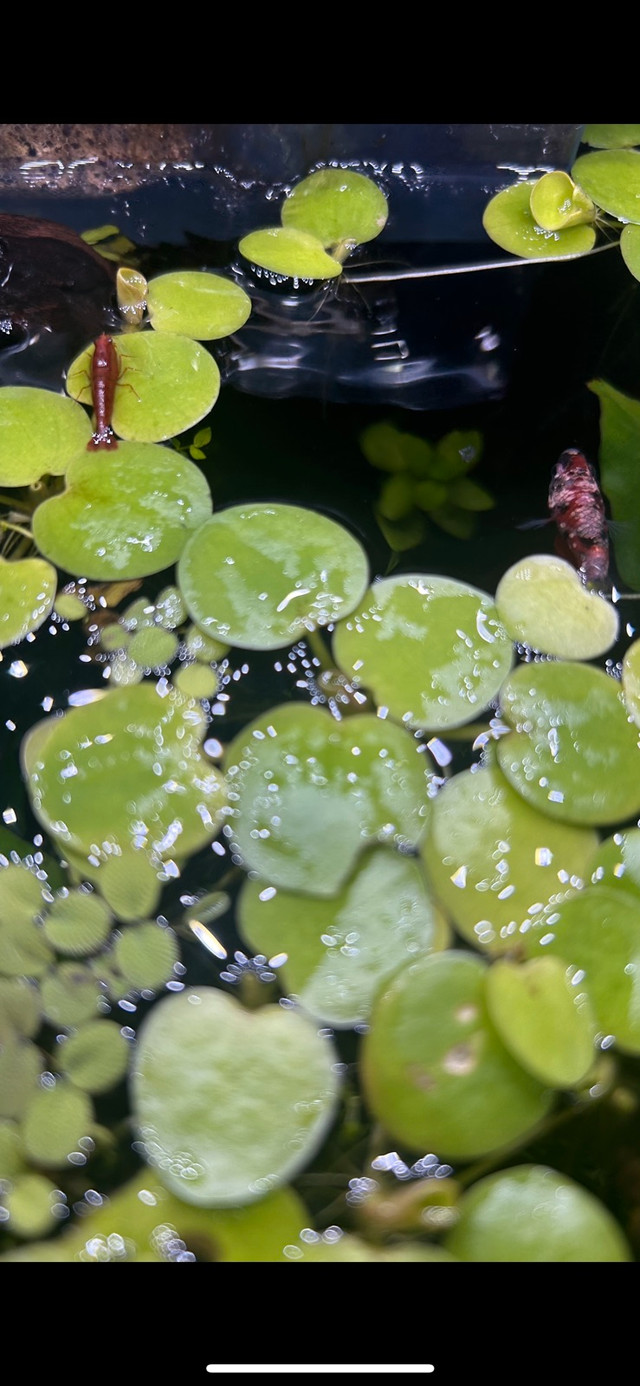 Floating Plants - Amazon Frogbit in Other in Burnaby/New Westminster - Image 4