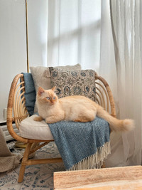 Male Himalayan Persian Cat