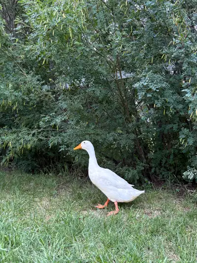 male runner pekin duck, View more