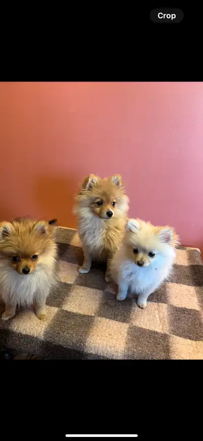 Lovely two females and one male Pomeranians. Also have prove of vaccination . Price negotiable