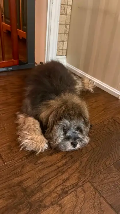 Male Havanese Poodle for ReHoming, View more