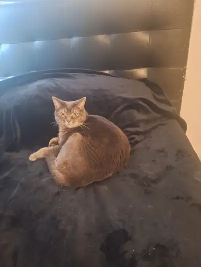 Chatte opérer et nourrie avec bonne qualité de nourriture disponible immédiatement, je part en voyag...