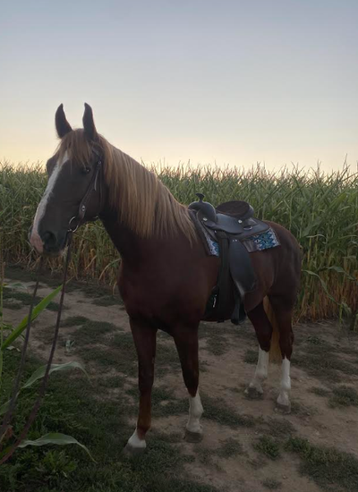 14 Year Old Gelding For Sale, View more