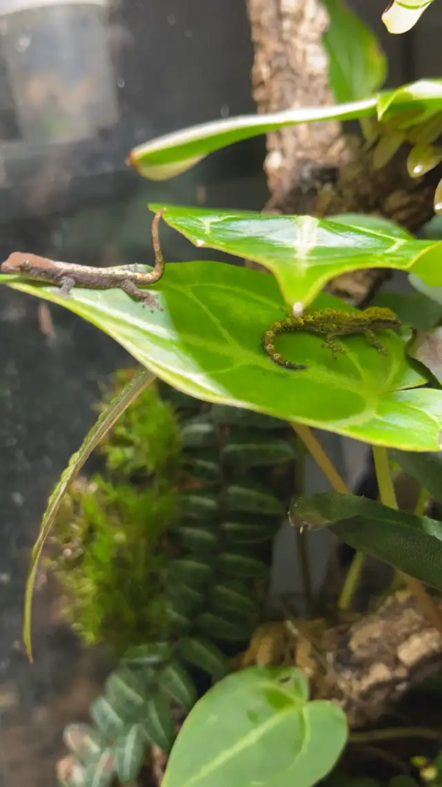 Baby Mourning Geckos! in Reptiles & Amphibians for Rehoming in Hamilton - Image 6