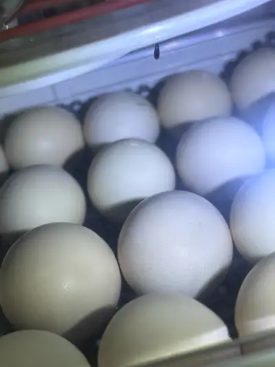 Silkie hatching eggs & chicks!!, View more