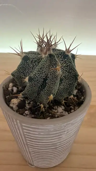 Cactus plante Astrophytum Ornatum, View more