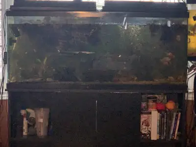 worth over 1500$ : 60 gal aquarium,  stand, fishes,  snails, ++, View more