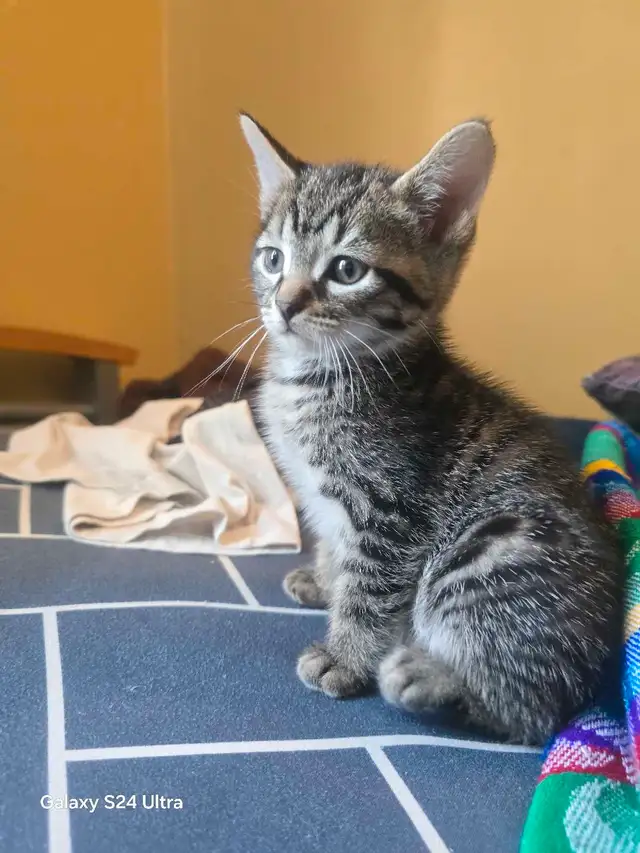 bébés chatons in Cats & Kittens for Rehoming in City of Montréal - Image 3