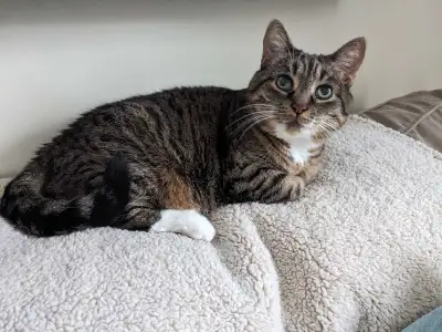 Long-term Cat Sitter Wanted in Woodstock, ON, View more