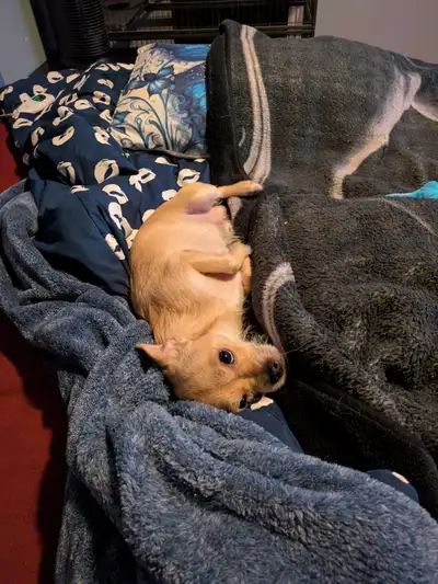 Chihuahua blond a vendre, View more