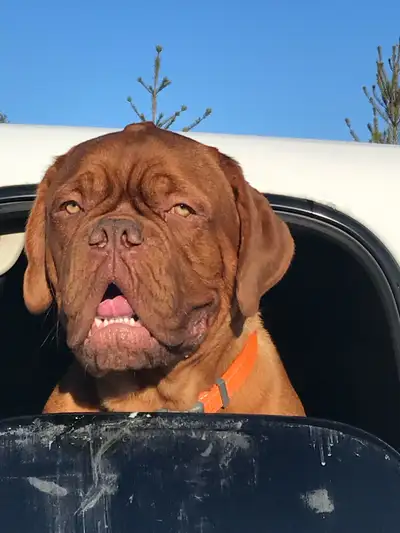 Puppies Dogue de Bordeaux/ French Mastiff, View more