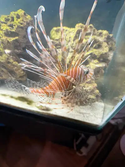 LION FISH FOR SALE, View more