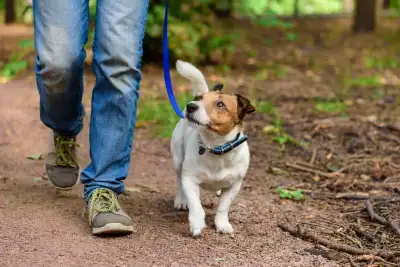 We'll walk your dog for you! $20 per hour Can pick up and drop off Small/medium dogs only Dogs shoul...