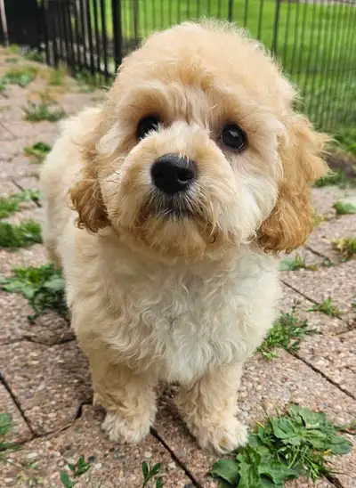 Male Poochon / Bichonpoo Puppy –, View more