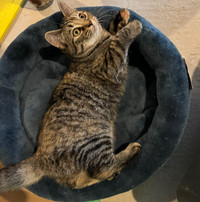 Adorable 5 months old Fenale Cat  for rehoming!
