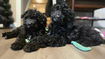 Maltipoo Puppies available., View more