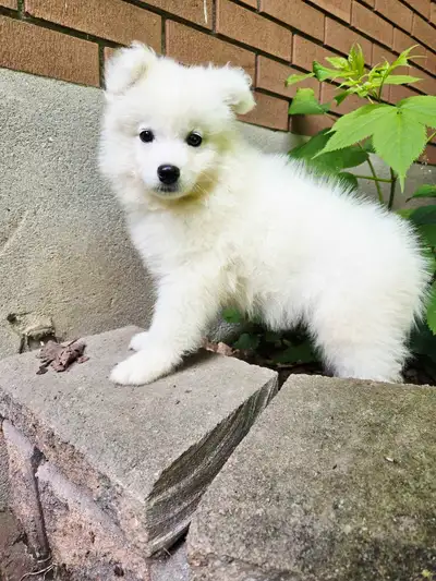 CKC registered Samoyed puppies ready for forever homes, View more