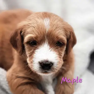 Guardian Home Opportunity for Labradoodle Puppy, View more