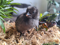 Poussins de poules pondeuses de races mélangées