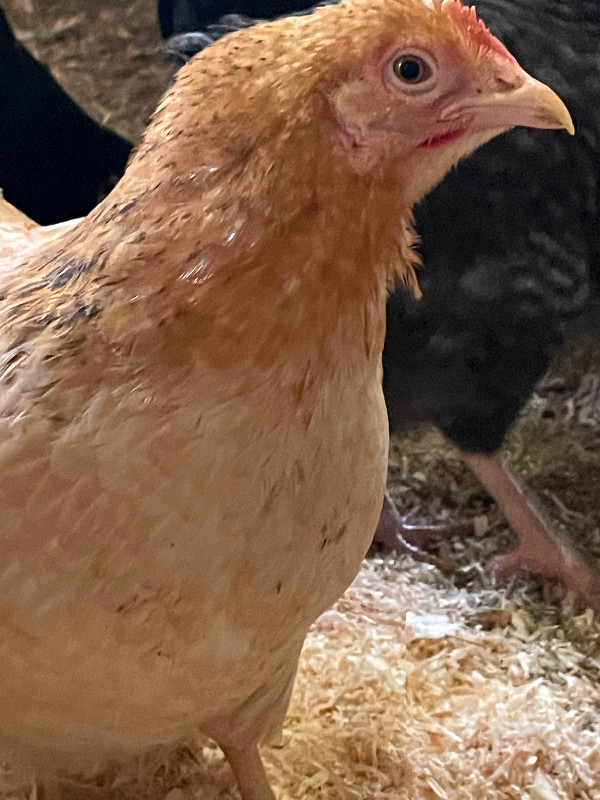 Œufs fécondés Bendy dans Animaux de ferme  à Drummondville - Image 2