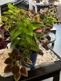 Indoor plants for sale 