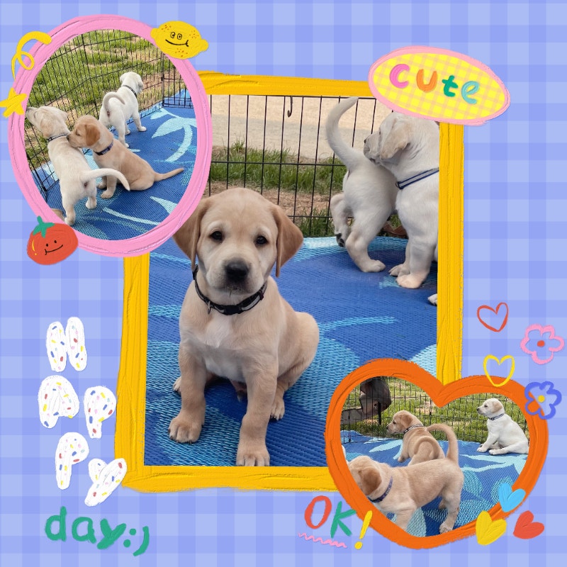 Lab Puppies Dogs & Puppies for Rehoming Saskatoon Kijiji