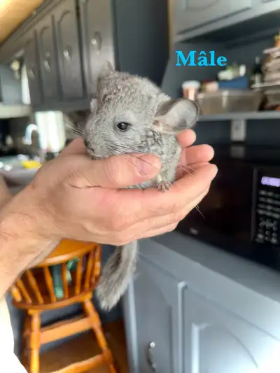 Bébé Chinchilla, View more