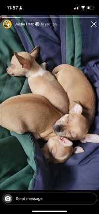 Tiny Chihuahuas 