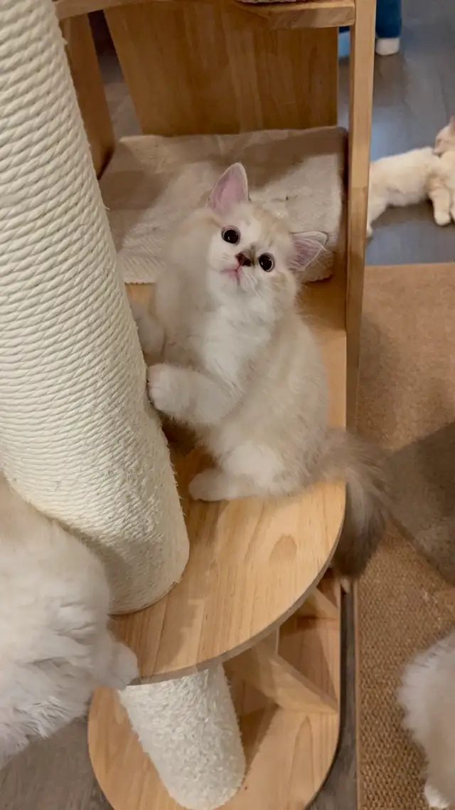 Neva Siberian Male Kitten Finding New Home