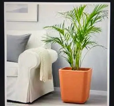 Big plant pot, View more