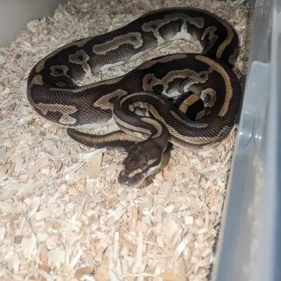 Looking to sell my Pb female leopard mojave, ball python Born in 2019 Has never missed meal Super Fr...