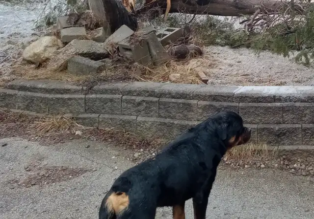 Beautiful Big boned Rottweiler puppies for Rehoming! in Dogs & Puppies for Rehoming in City of Toronto - Image 8