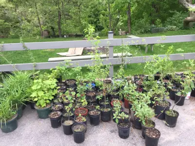 Young Trees and Shrubs, View more