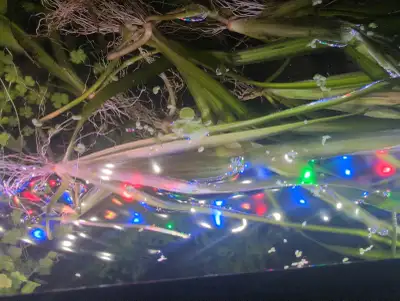 Vallisneria Freshwater Aquarium Plant, View more