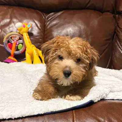 Morkie-poo Puppy, View more