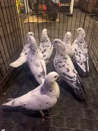 Pigeons.. 