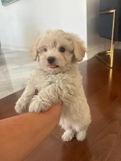 Maltipoo, View more