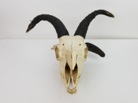 Jacob's Ram Skull
