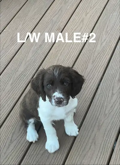 English Springer Spaniels Puppies, CKC Reg’d, View more