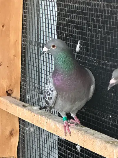 Racing Pigeon Male, View more