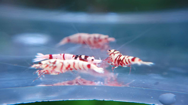 Red galaxy tiger caridina shrimp  in Fish for Rehoming in Vancouver - Image 2