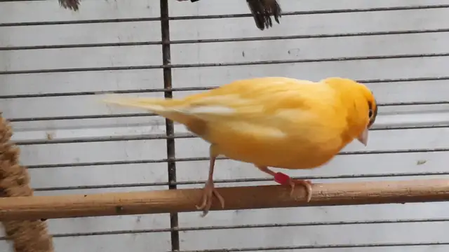 Male Canaries. Great singers. Less than 1 yr old. Come &  look. in Birds for Rehoming in Tricities/Pitt/Maple - Image 2