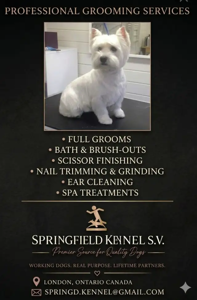 Professional Dog Grooming...Special treatment at SPRINGFIELD K.