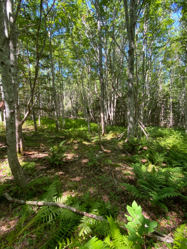 QUIET PRIVATE 3.2ACRE + / PLUS DEEDED ACCESS TO BRAS D Land for Sale