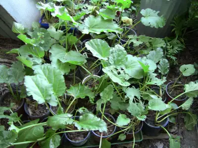 Potted Rhubarb Plants. $10 Each . Open 2 Trades, View more