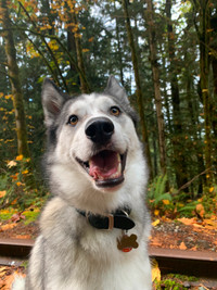 Husky Mix For Rehoming